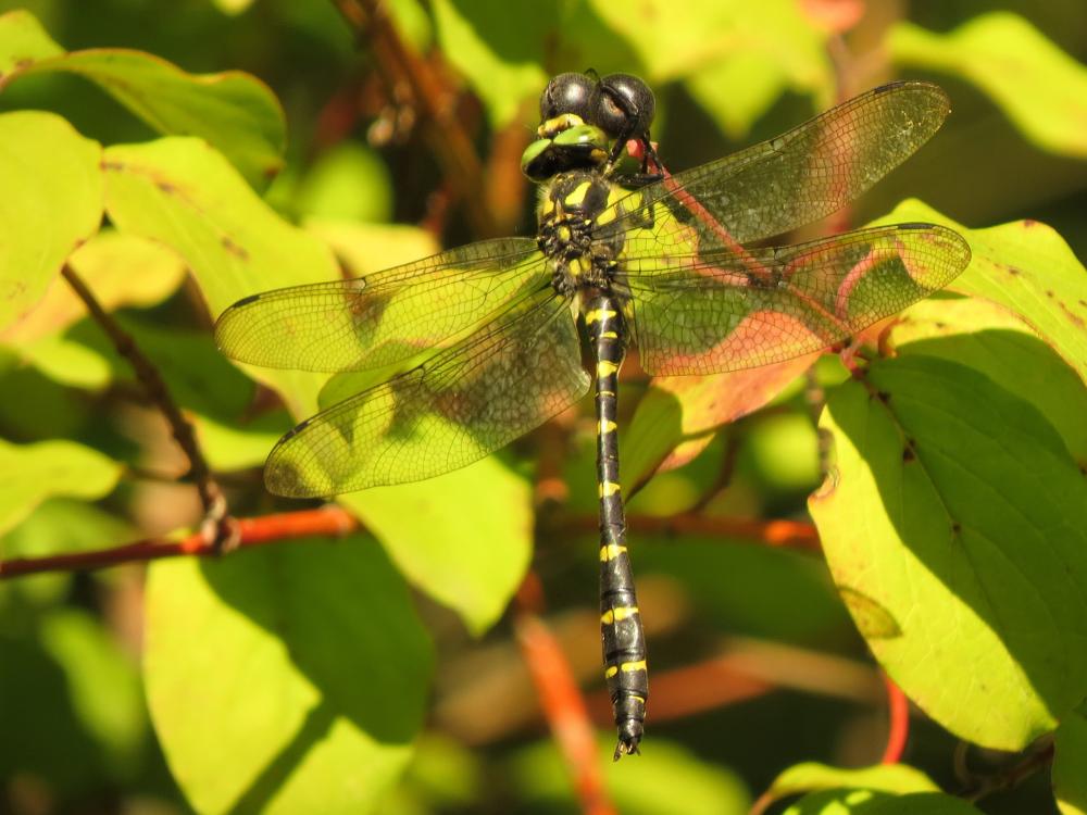 Cordulégastre bidenté (Le) Cordulegaster bidentata Selys, 1843