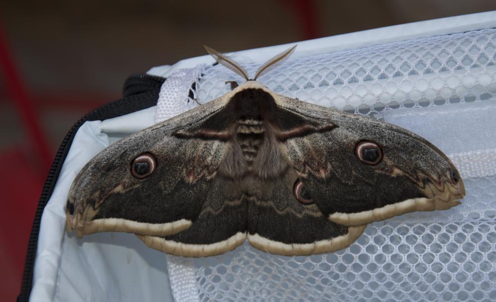 Grand Paon de nuit Saturnia pyri (Denis & Schiffermüller, 1775)