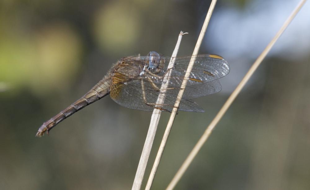 Crocothémis écarlate (Le) Crocothemis erythraea (Brullé, 1832)