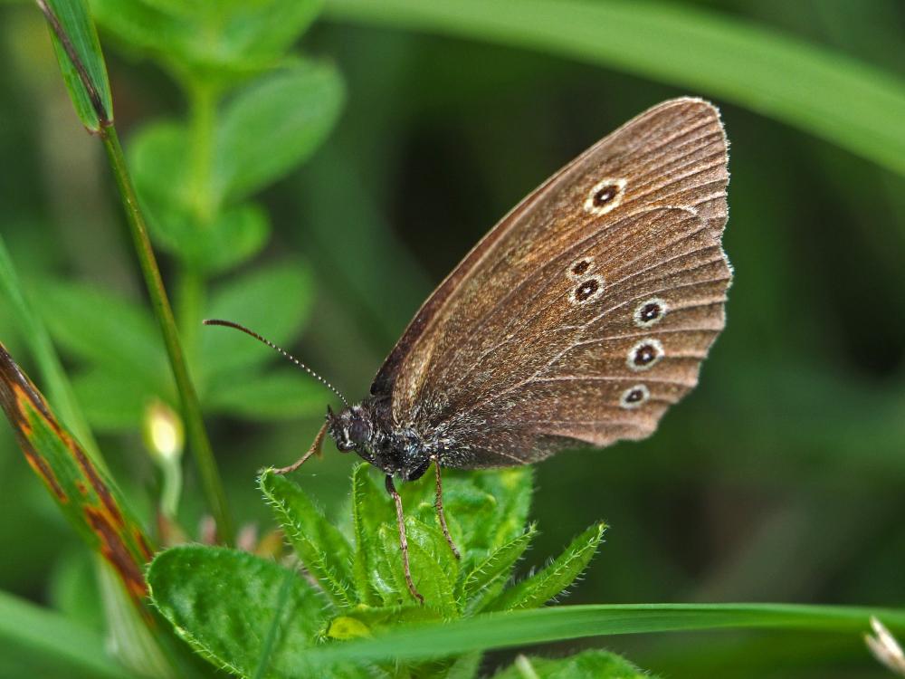 Tristan (Le) Aphantopus hyperantus (Linnaeus, 1758)