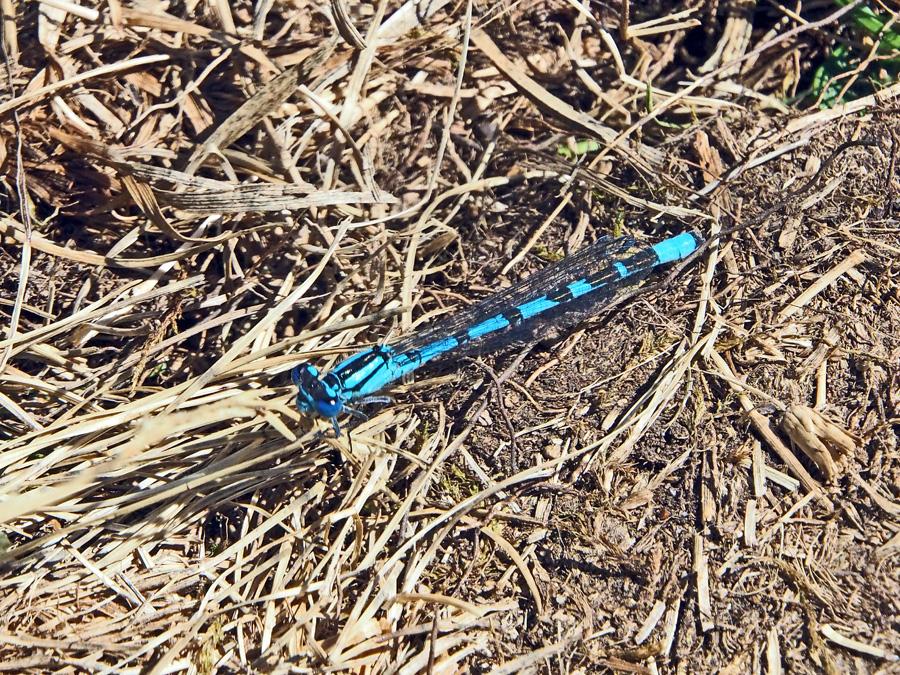 Agrion porte-coupe Enallagma cyathigerum (Charpentier, 1840)