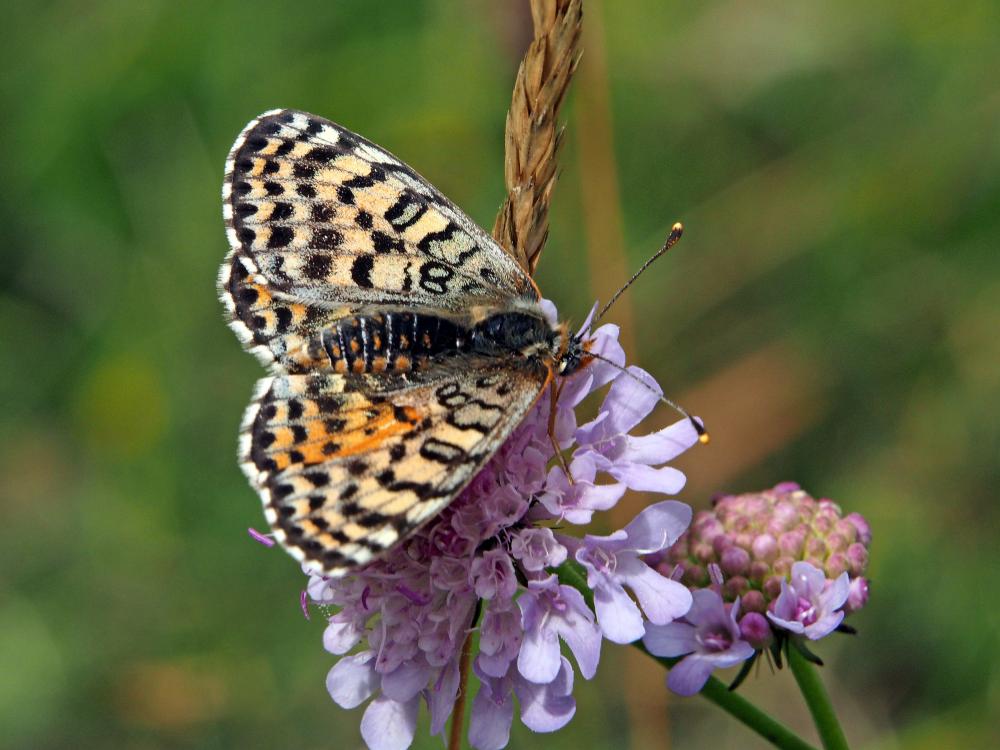 Mélitée orangée (La), Damier orangé (Le), Diane (L Melitaea didyma (Esper, 1778)