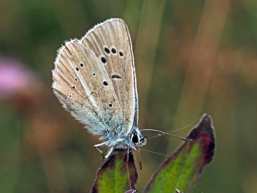 Sablé du Sainfoin (Le), Argus du Sainfoin (L'), Ar Polyommatus damon (Denis & Schiffermüller, 1775)