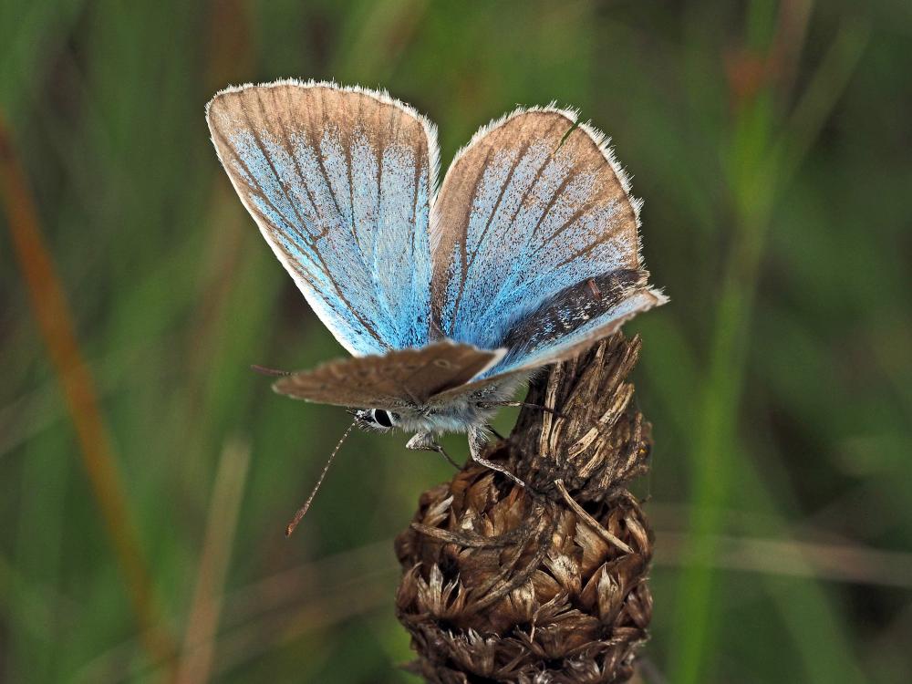 Sablé du Sainfoin (Le), Argus du Sainfoin (L'), Ar Polyommatus damon (Denis & Schiffermüller, 1775)