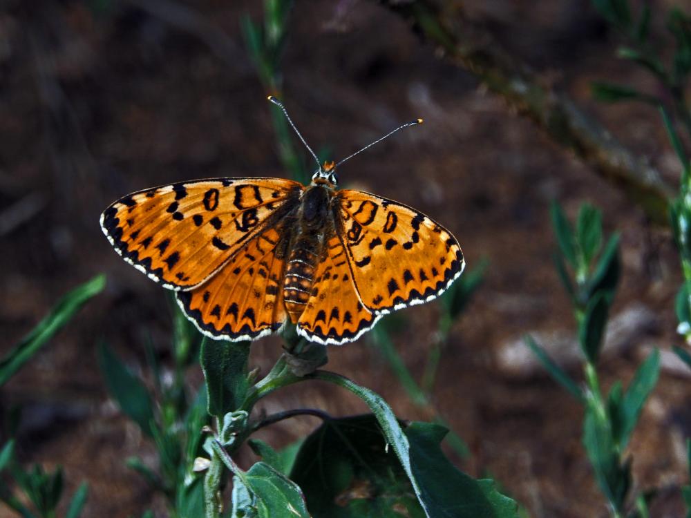 Mélitée orangée (La), Damier orangé (Le), Diane (L Melitaea didyma (Esper, 1778)