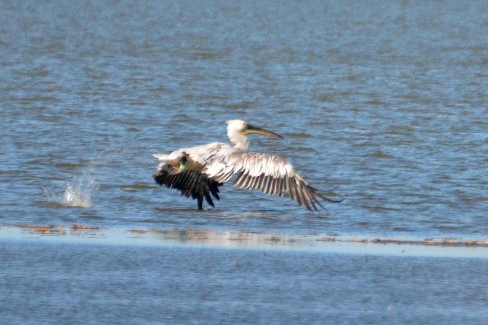 Pélican blanc Pelecanus onocrotalus Linnaeus, 1758