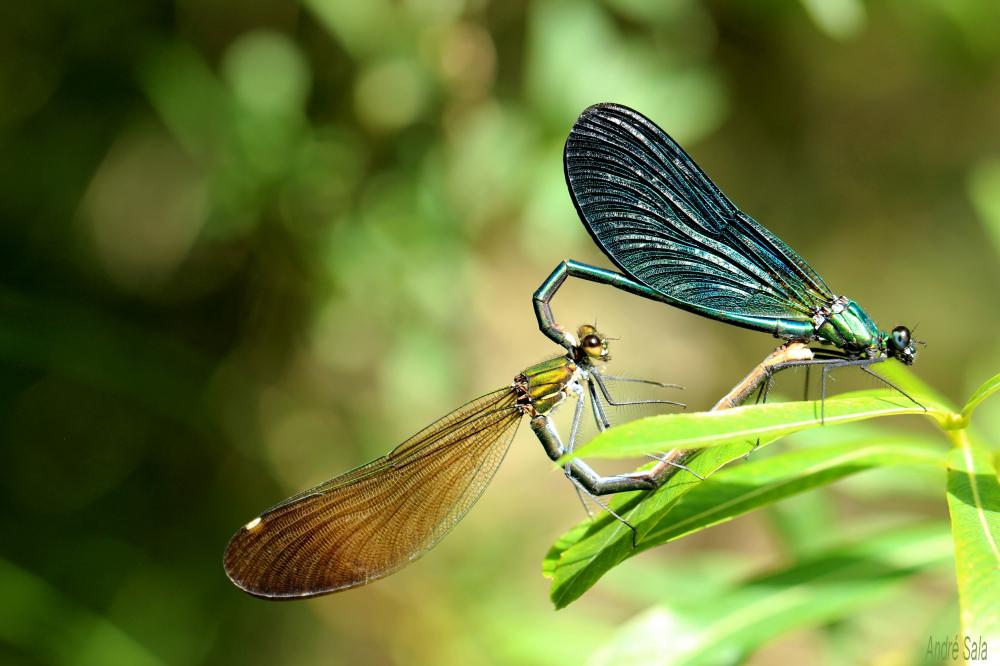 Caloptéryx vierge Calopteryx virgo (Linnaeus, 1758)