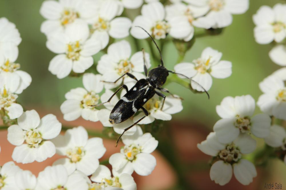 Chlorophorus sartor (Müller, 1766)