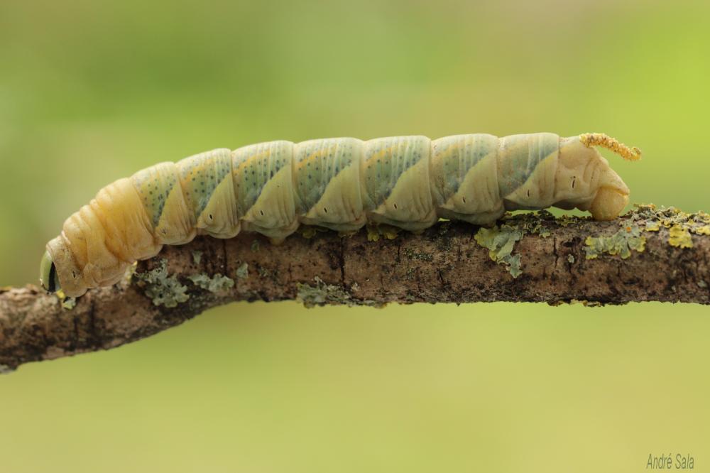 Sphinx Tête-de-Mort (Le) Acherontia atropos (Linnaeus, 1758)