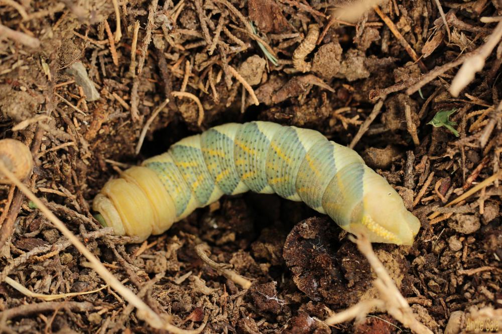 Sphinx Tête-de-Mort (Le) Acherontia atropos (Linnaeus, 1758)