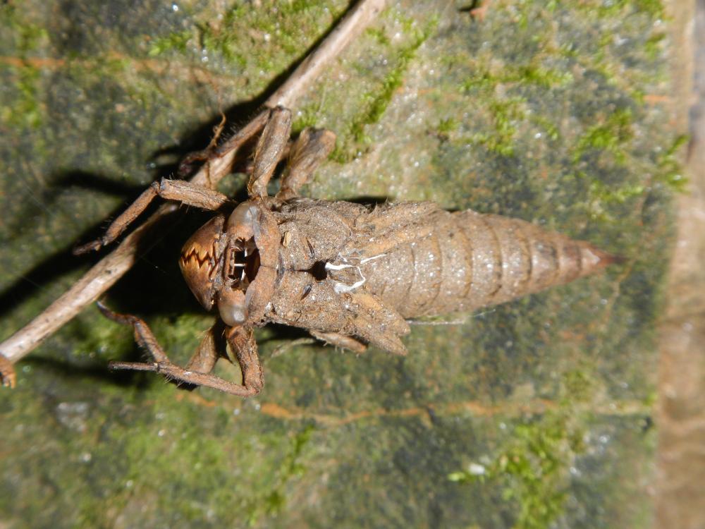 Cordulégastre bidenté (Le) Cordulegaster bidentata Selys, 1843