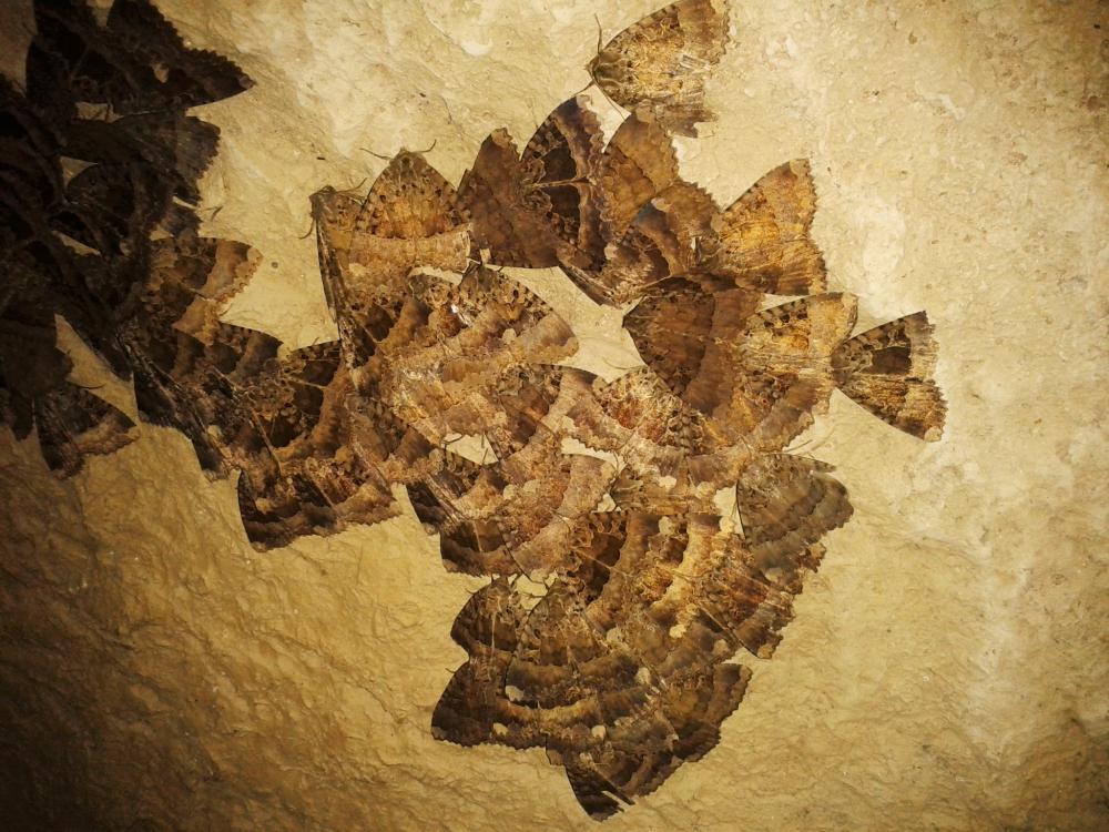 Maure Mormo maura (Linnaeus, 1758)