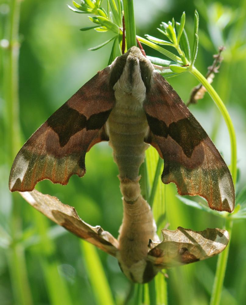 Sphinx du Tilleul (Le) Mimas tiliae (Linnaeus, 1758)