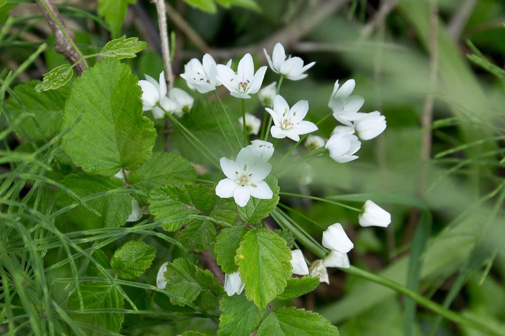 Ail de Naples, Ail blanc Allium neapolitanum Cirillo, 1788