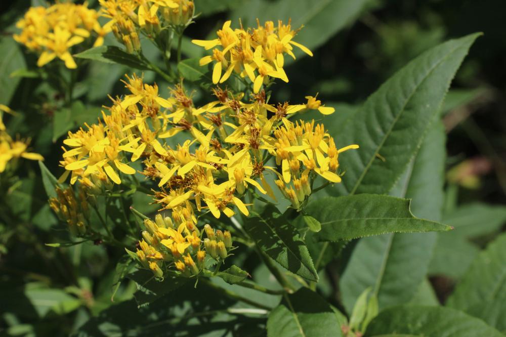 Séneçon de Fuchs Senecio ovatus (G.Gaertn., B.Mey. & Scherb.) Willd., 1803