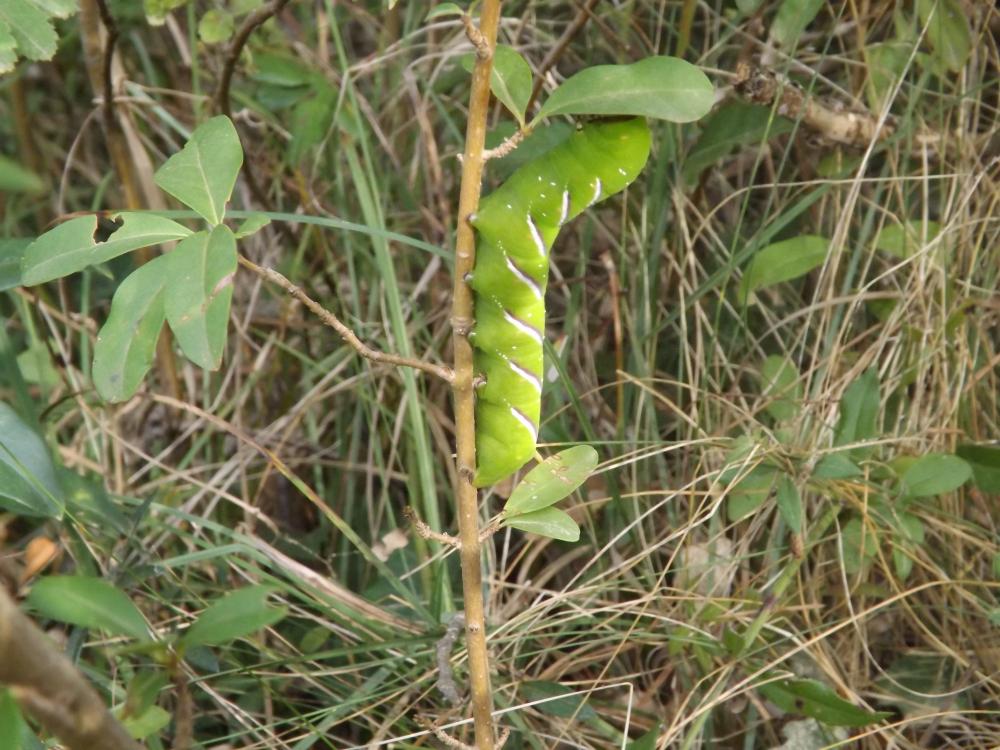 Sphinx du Troène (Le) Sphinx ligustri Linnaeus, 1758