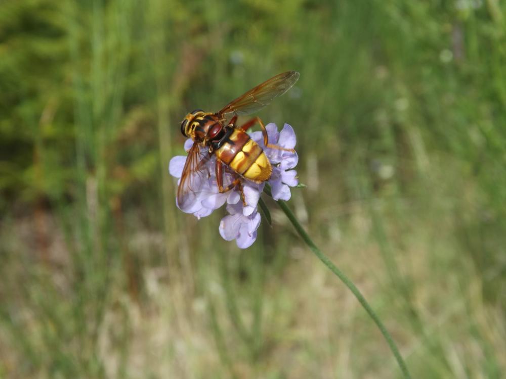 Milésie faux-frelon Milesia crabroniformis (Fabricius, 1775)