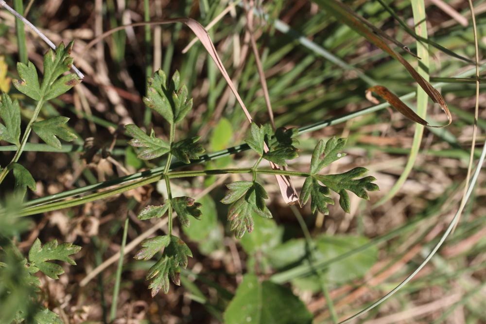 Peucédan d'Alsace Xanthoselinum alsaticum (L.) Schur, 1866