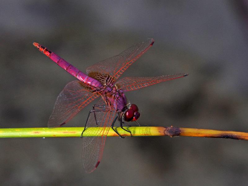 Trithémis annelé (Le) Trithemis annulata (Palisot de Beauvois, 1807)