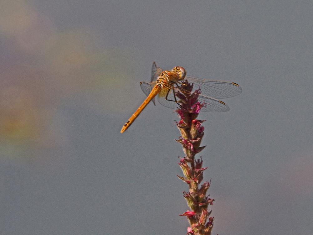Sympétrum de Fonscolombe (Le) Sympetrum fonscolombii (Selys, 1840)