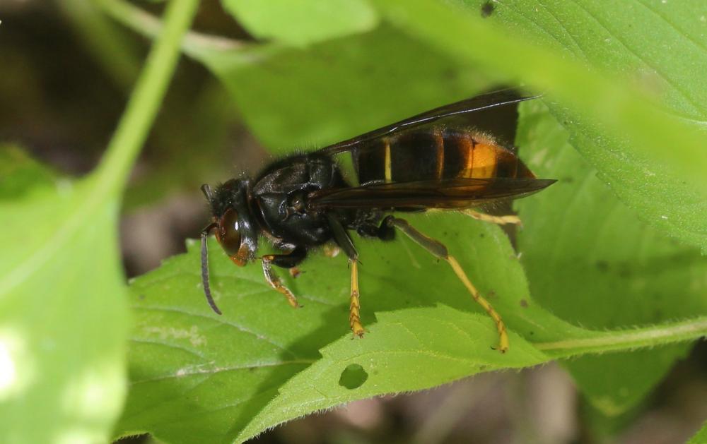 Frelon à pattes jaunes, Frelon asiatique Vespa velutina nigrithorax du Buysson, 1905