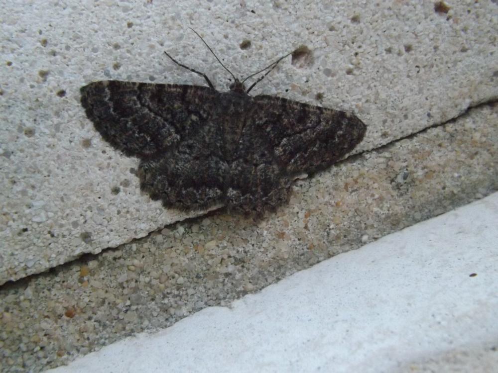 Géomètres [n. f.], Phalènes Geometridae Leach, 1815