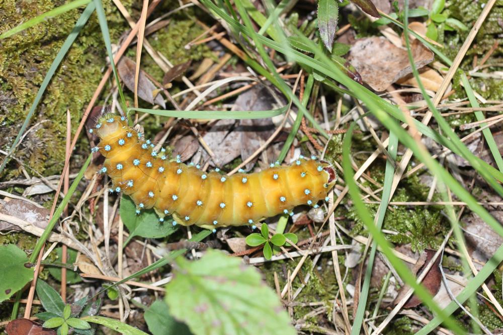 Grand Paon de nuit Saturnia pyri (Denis & Schiffermüller, 1775)