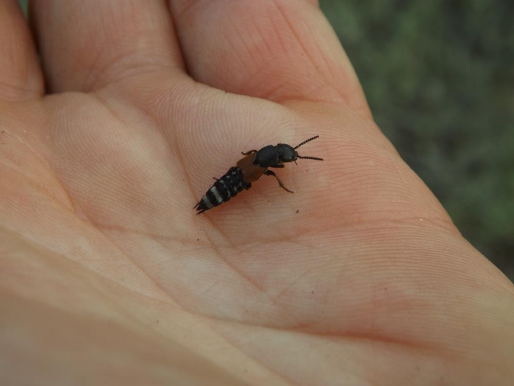 Platydracus chalcocephalus (Fabricius, 1801)