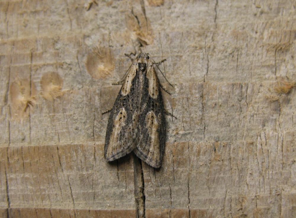  Doloploca punctulana (Denis & Schiffermüller, 1775)