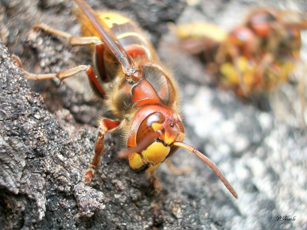 Frelon d'Europe, Frelon, Guichard Vespa crabro Linnaeus, 1758