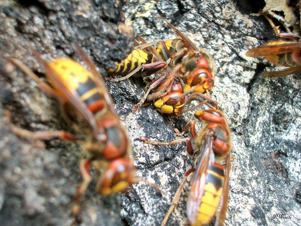 Frelon d'Europe, Frelon, Guichard Vespa crabro Linnaeus, 1758