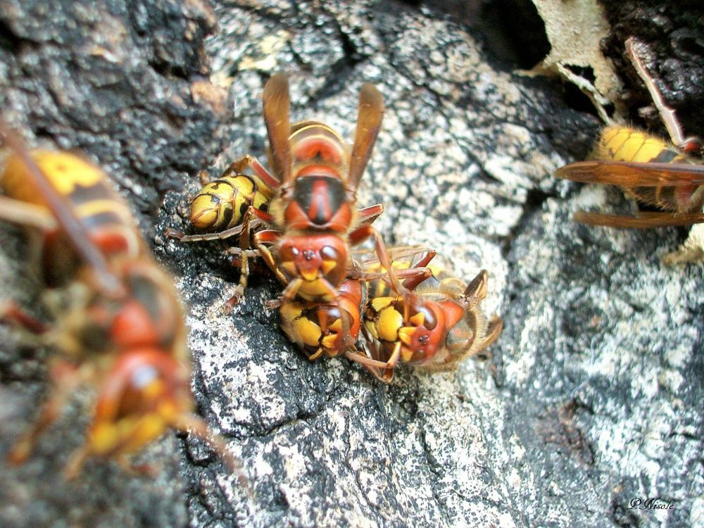 Frelon d'Europe, Frelon, Guichard Vespa crabro Linnaeus, 1758