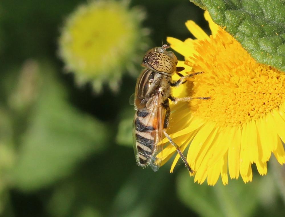  Eristalinus megacephalus (Rossi, 1794)