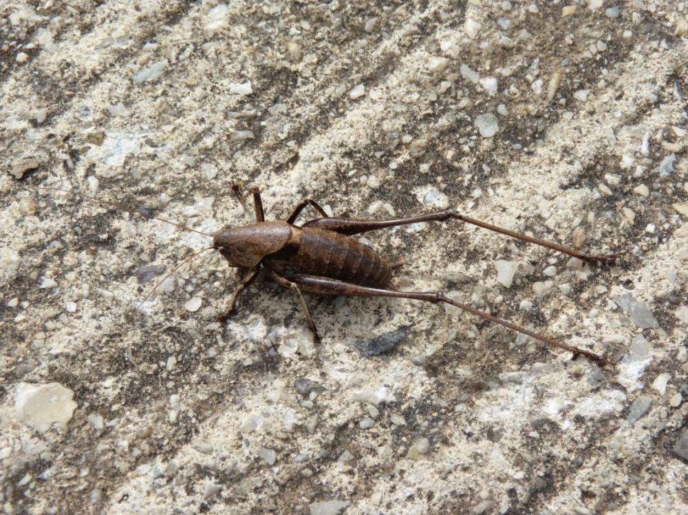 Decticelle marocaine Thyreonotus corsicus (Rambur, 1838)