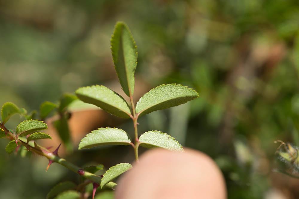Rosier toujours vert, Rosier de tous les mois Rosa sempervirens L., 1753