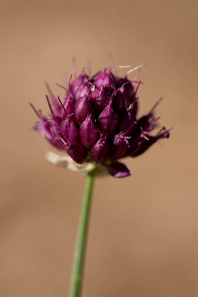 Ail à tête ronde Allium sphaerocephalon L., 1753
