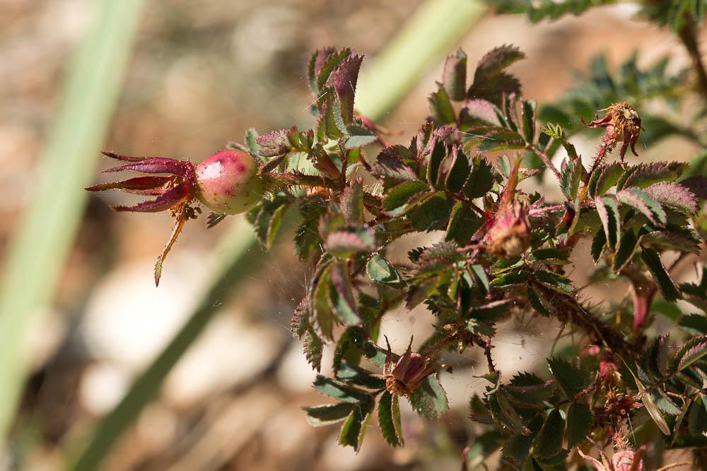 Rosier à feuilles de Boucage Rosa spinosissima L., 1753