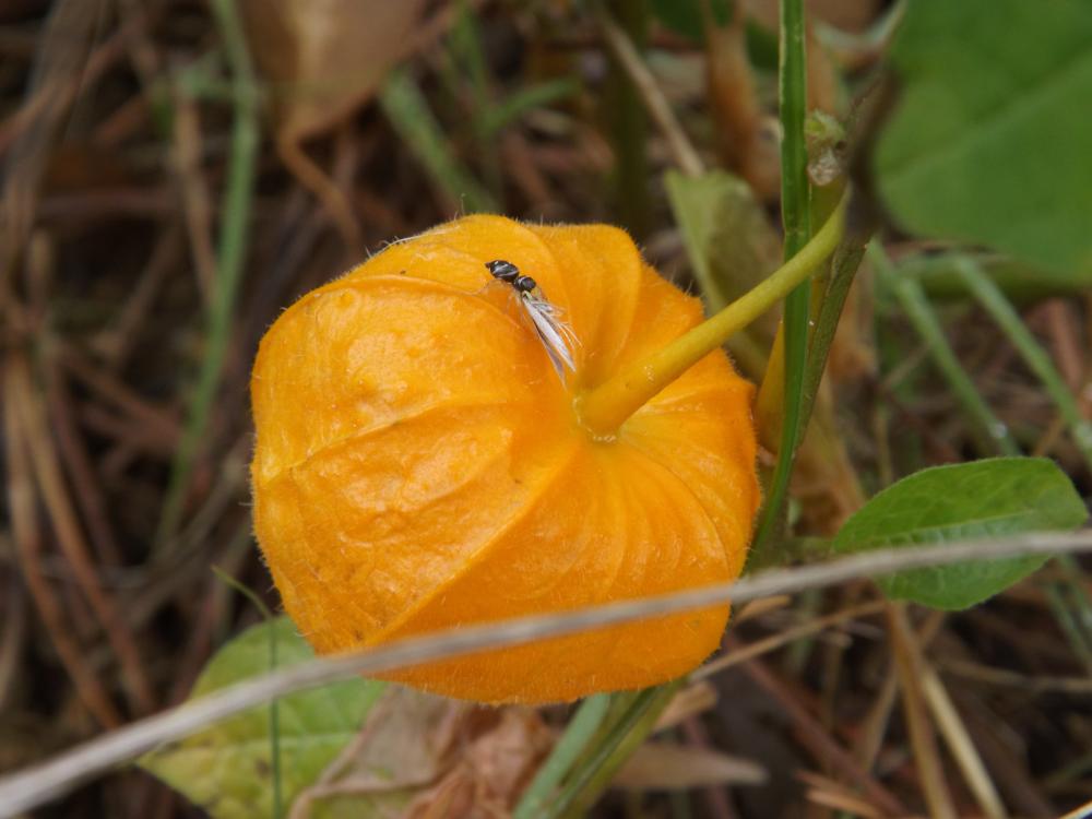  Heliophanus C. L. Koch, 1833