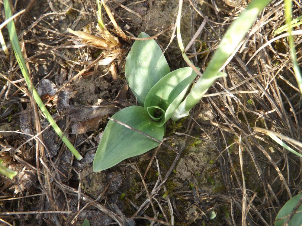 Spiranthe d'automne, Spiranthe spiralée Spiranthes spiralis (L.) Chevall., 1827
