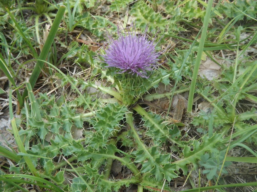 Cirse sans tige Cirsium acaulon (L.) Scop., 1769