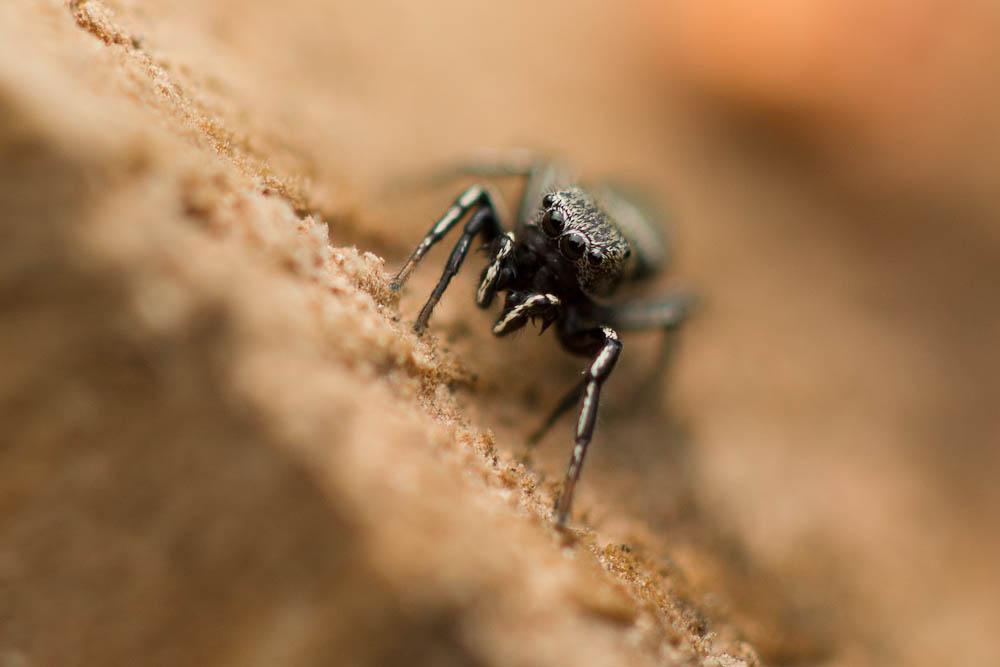 Heliophanus aeneus (Hahn, 1832)