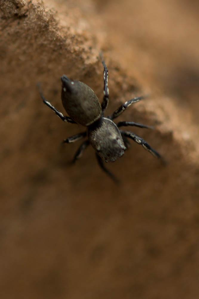  Heliophanus aeneus (Hahn, 1832)