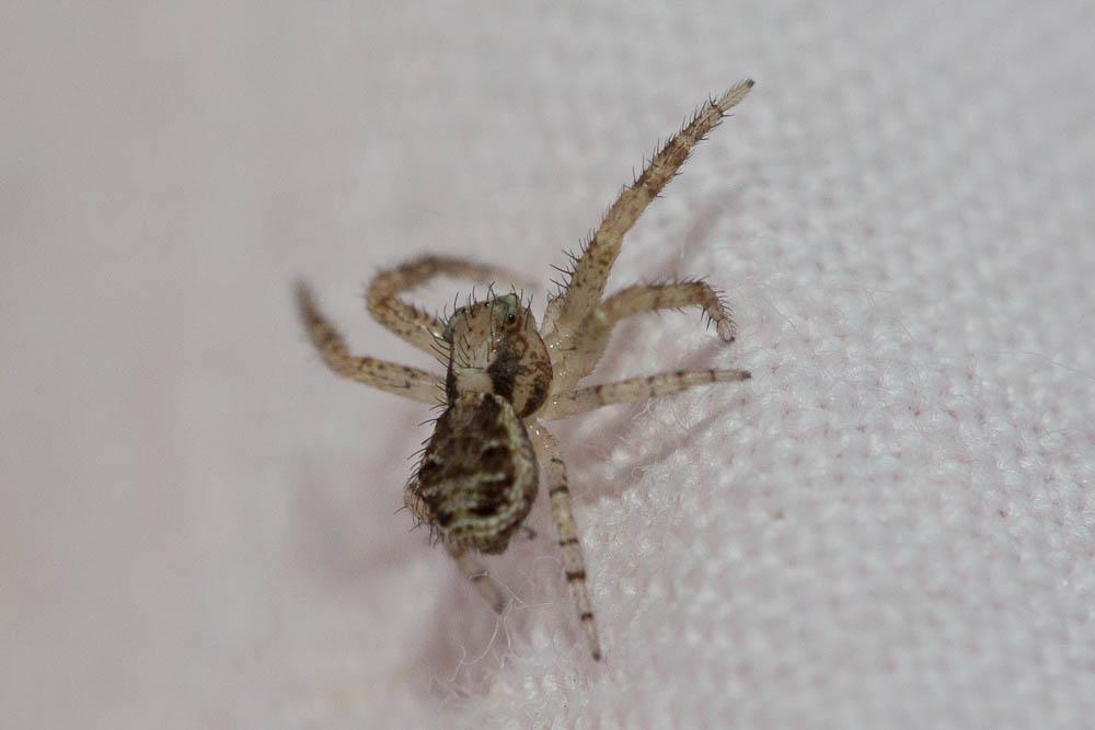 Xystique Xysticus 