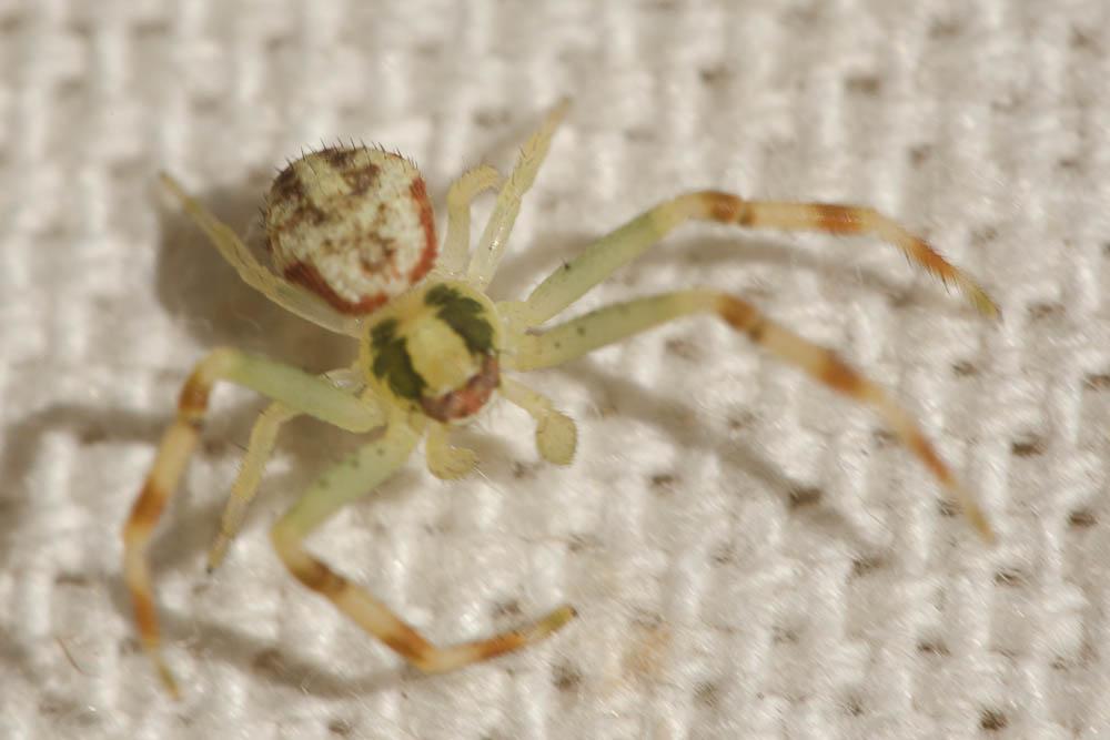 Misumène variable Misumena vatia (Clerck, 1758)