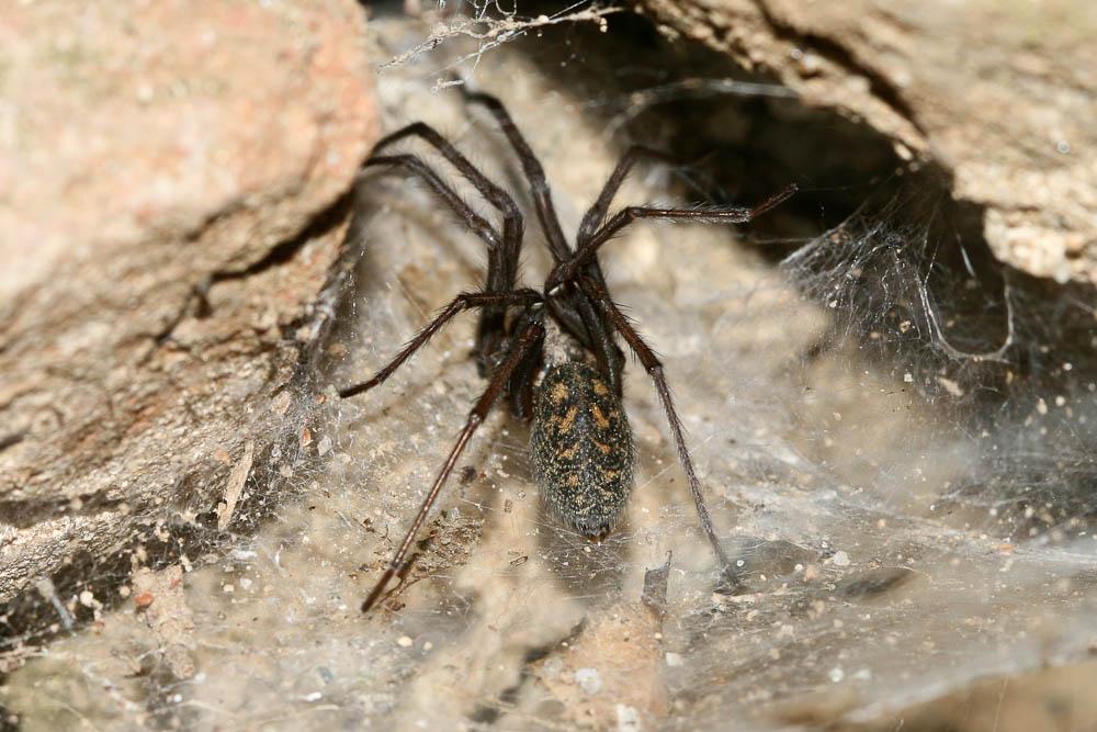  Eratigena Bolzern, Buckhardt & Hänggi, 2013