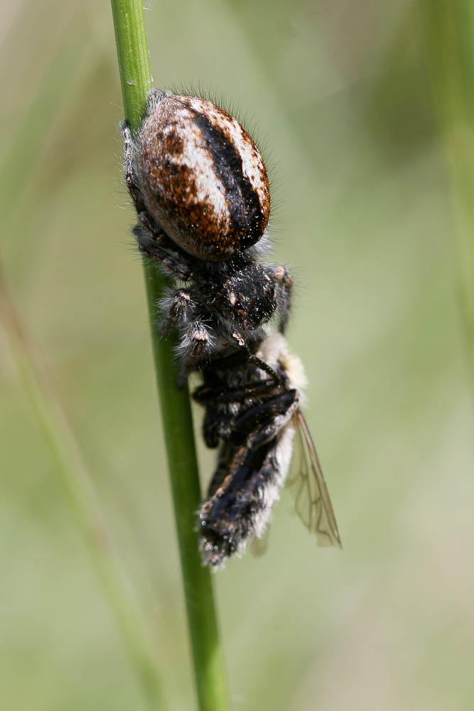 Saltique sanguinolent Philaeus chrysops (Poda, 1761)