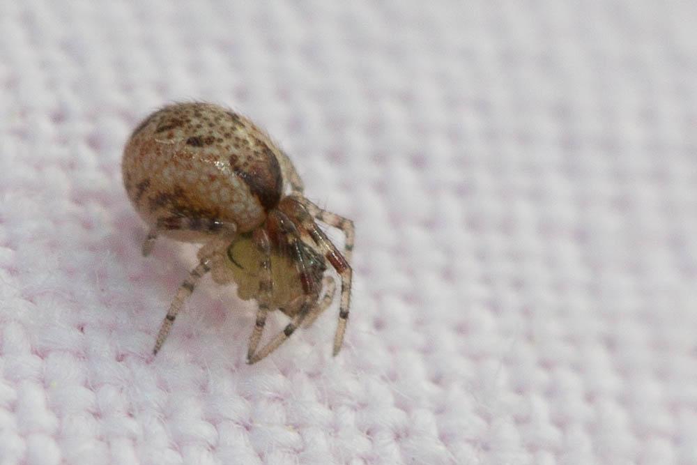  Anelosimus 