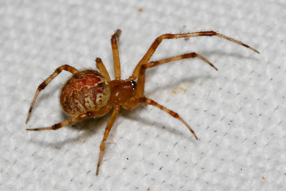  Theridion pinastri L. Koch, 1872