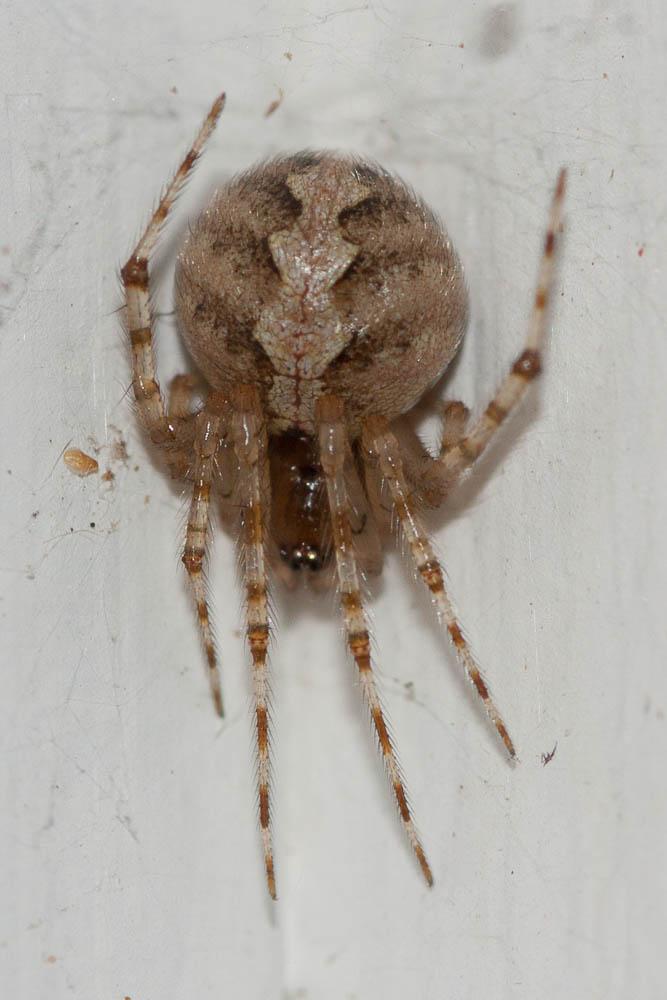  Theridion Walckenaer, 1805