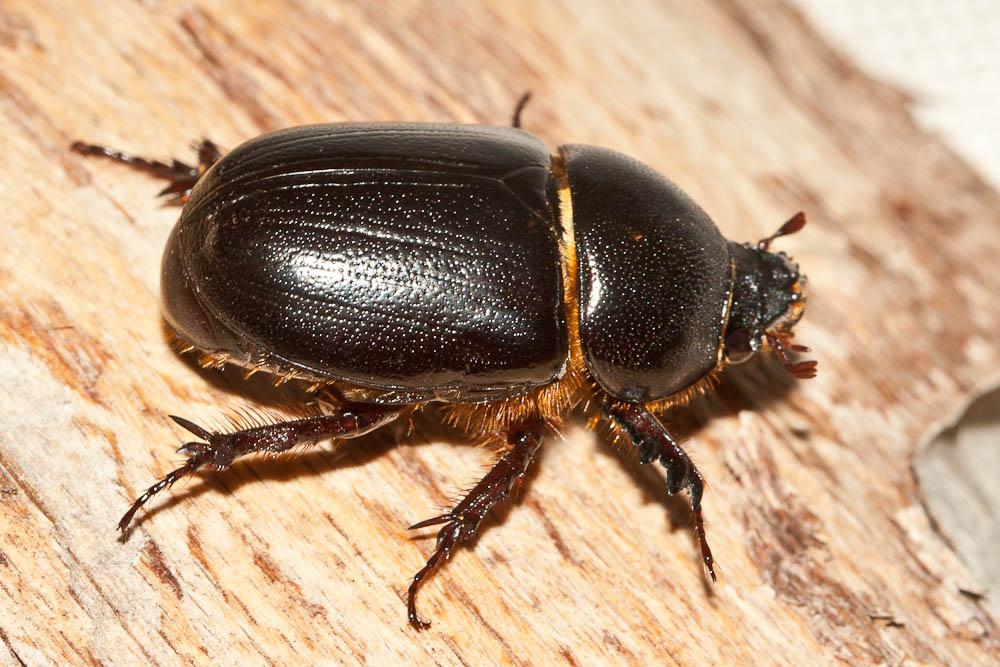 Pentodon algerinum (Herbst, 1789)